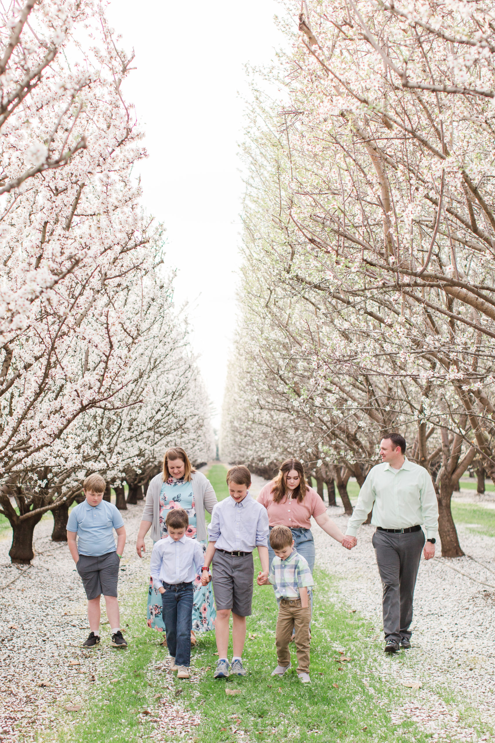 Family Walking in Almond Blossom Orchard | Krisha + Richard