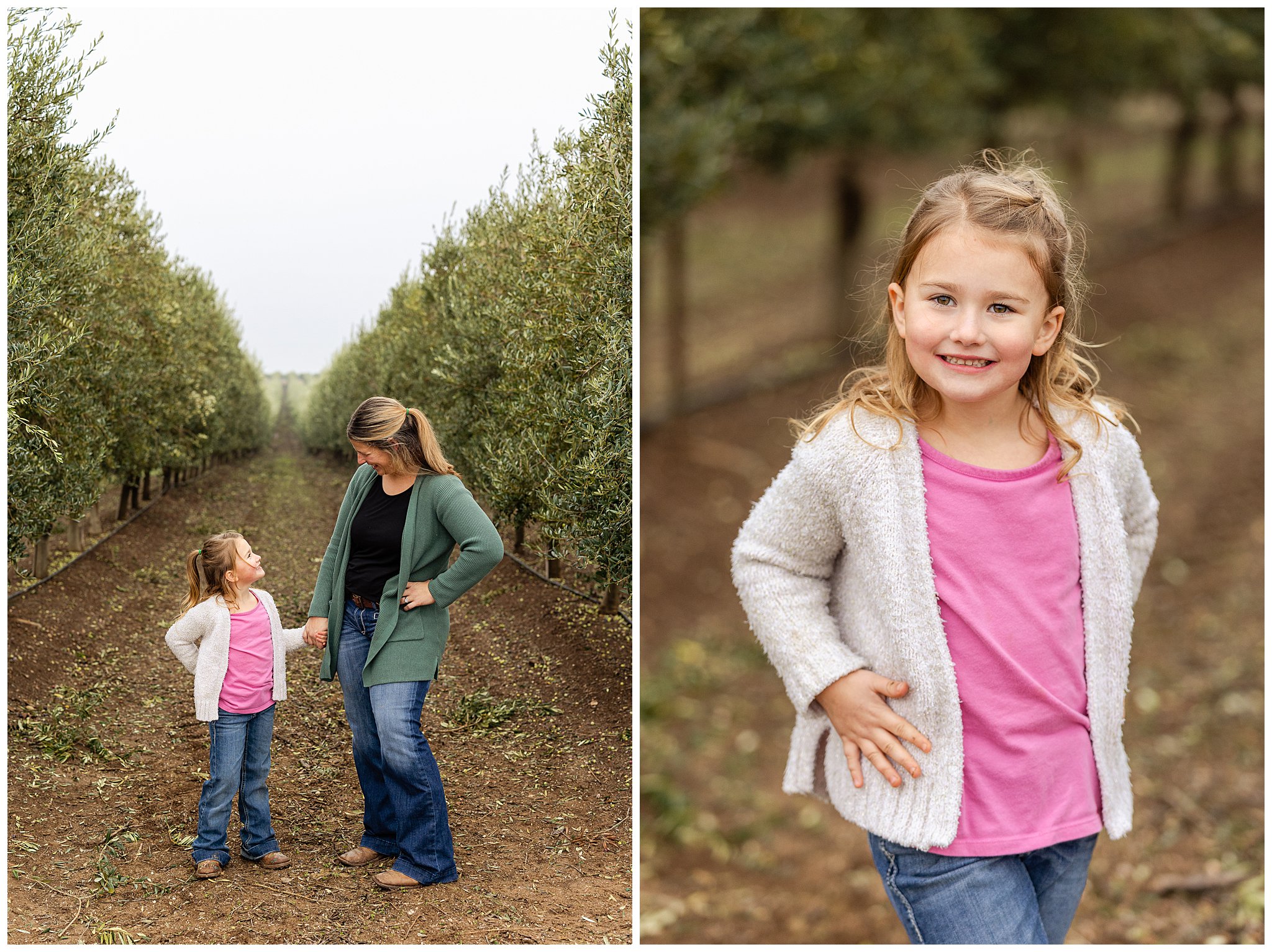California Olive Ranch Artois CA Family Session Olive Trees Olives Children Fall November Harvest,